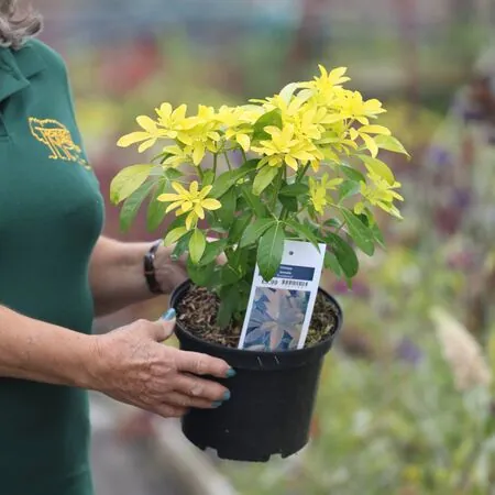 Buy Choisya ternata Sundance (Mexican Orange Blossom) online from Jacksons Nurseries