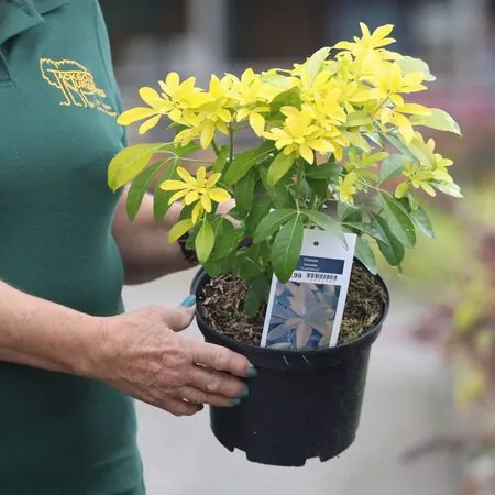 Buy Choisya ternata Sundance (Mexican Orange Blossom) online from Jacksons Nurseries