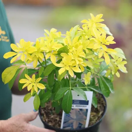 Buy Choisya ternata Sundance (Mexican Orange Blossom) online from Jacksons Nurseries