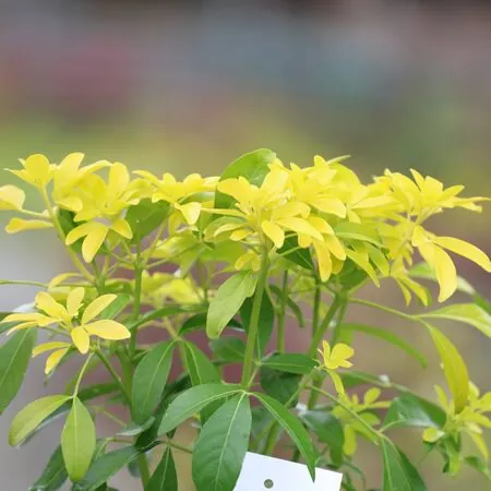 Buy Choisya ternata Sundance (Mexican Orange Blossom) online from Jacksons Nurseries