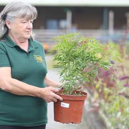 Buy Choisya x dewitteana Aztec Pearl (Mexican Orange Blossom) online from Jacksons Nurseries