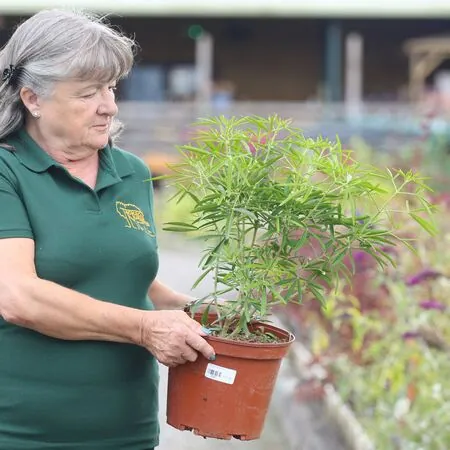 Buy Choisya x dewitteana Aztec Pearl (Mexican Orange Blossom) online from Jacksons Nurseries