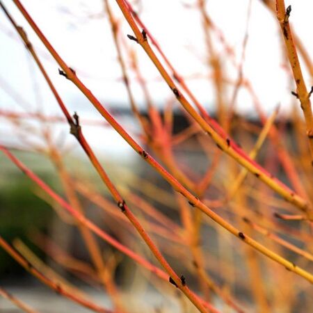 Cornus Midwinter Fire