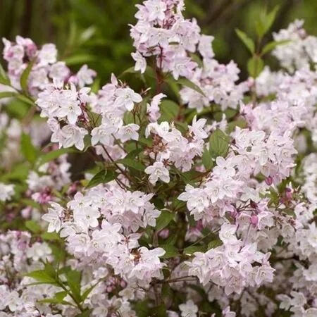 Deutzia Kalmiiflora 2
