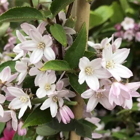 Deutzia Kalmiiflora 1