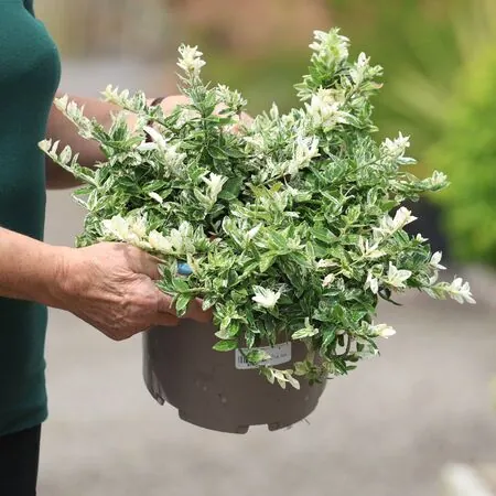Buy Euonymus fortunei Harlequin (Evergreen Bittersweet) online from Jacksons Nurseries