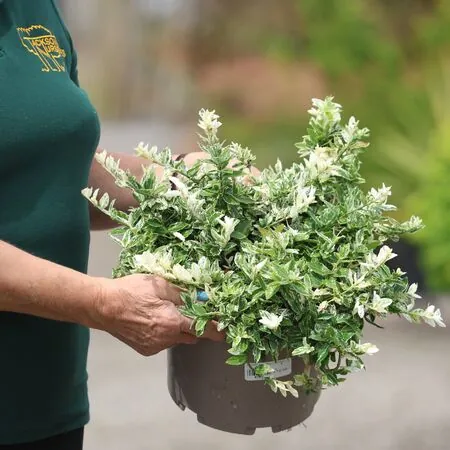 Buy Euonymus fortunei Harlequin (Evergreen Bittersweet) online from Jacksons Nurseries