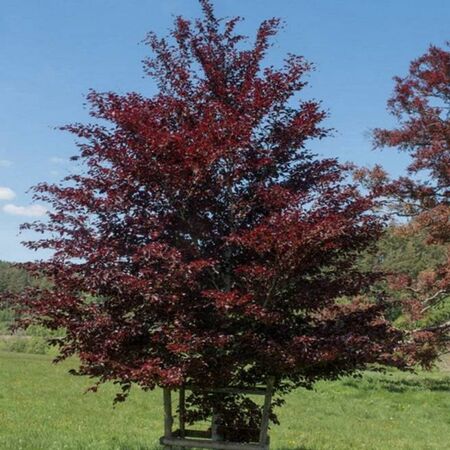 Fagus Sylvatica Atropurpurea 2