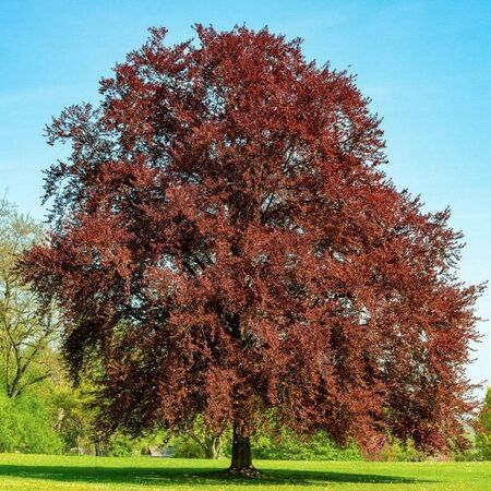 Fagus Sylvatica Atropurpurea 3