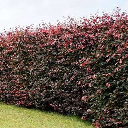 Fagus Sylvatica Atropurpurea 4