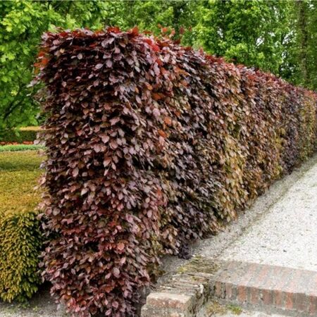 Fagus Sylvatica Atropurpurea 5