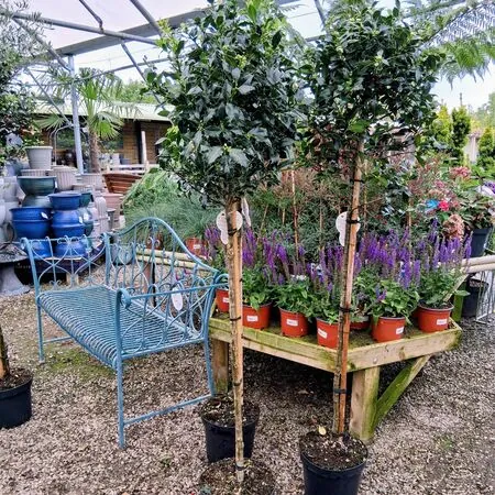 Ilex aquifolium Alaska lollipop 90cm stem 50cm head 2 square