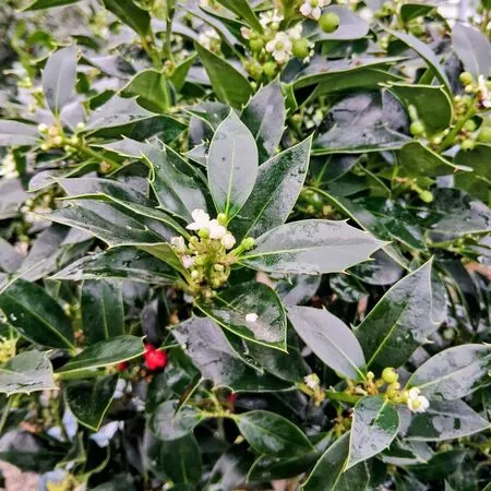 Ilex aquifolium Alaska lollipop 90cm stem 50cm head foliage close up