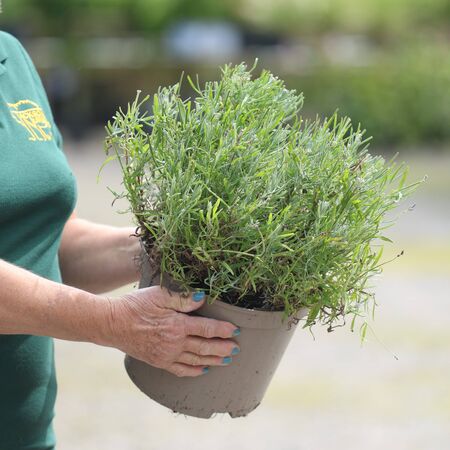 Buy Lavandula angustifolia 'Dwarf Blue' online from Jacksons Nurseries