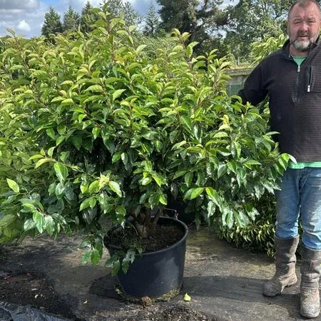 Prunus Lusitanica 75 litre pot 150-175cm tall 1