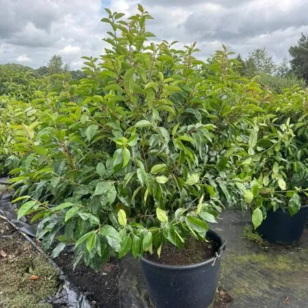 Prunus Lusitanica 75 litre pot 150-175cm tall 2