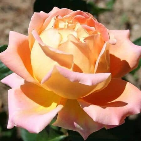 Rose 'Alpine Sunset'