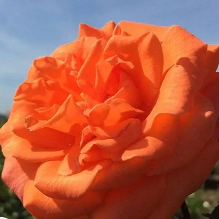 Rose 'Bright Fire'