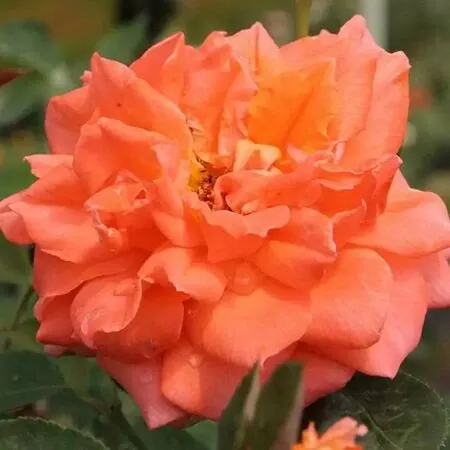 Rose 'Bright Fire' 2