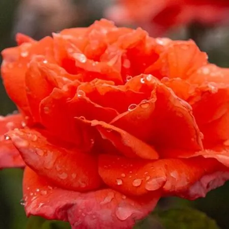 Rose 'Bright Fire' 3