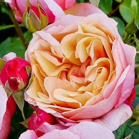 Rose 'Fond Farewell'