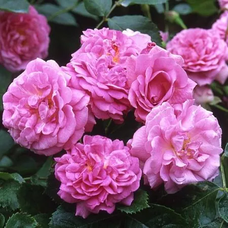 Rose 'Lavender Lassie'