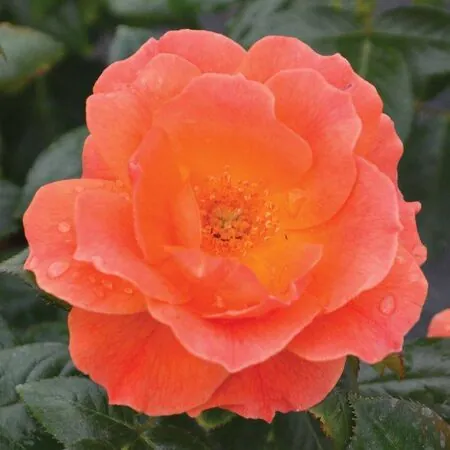 Rose 'Livin Easy'