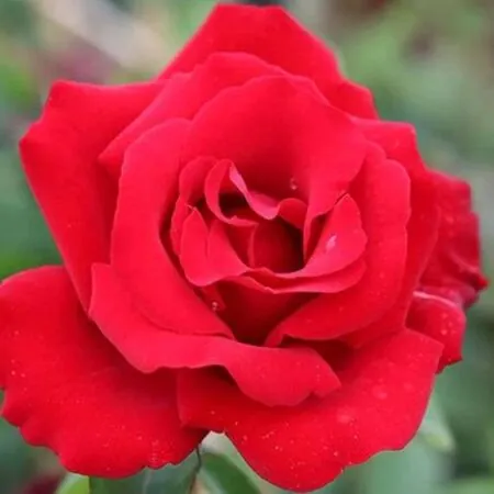 Rose 'Love Knot' 2