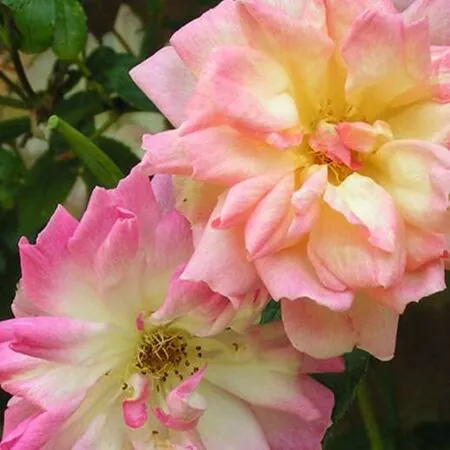 Rose 'Phyllis Bide'