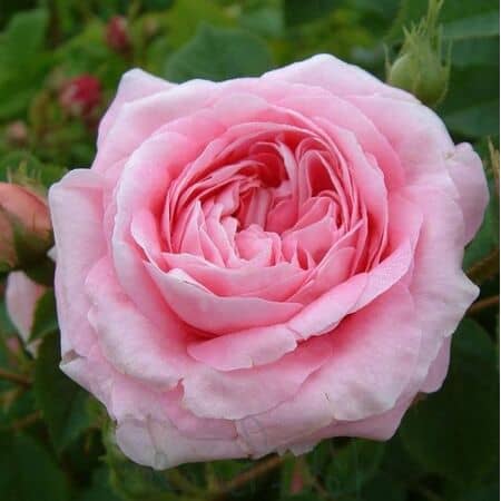 Buy Rosa 'Queen of Denmark' (Floribunda Rose) online from Jacksons Nurseries.