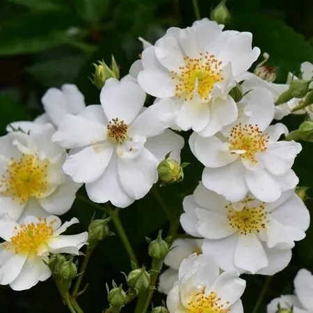 Rose 'Seagull'