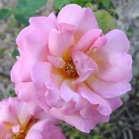 Rose 'Shot Silk'