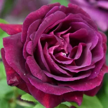 Rose 'Souvenir Du Dr Jamain'
