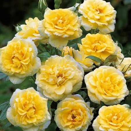 Rose 'Summertime'