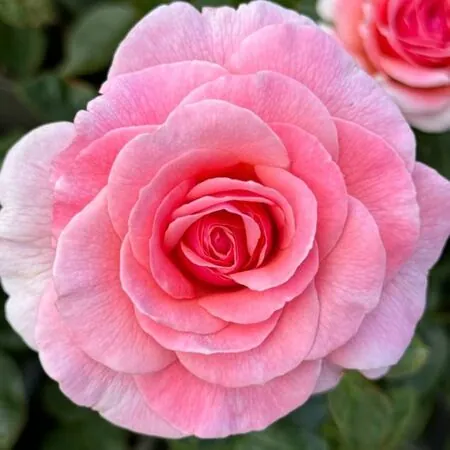 Rose 'Tickled Pink'