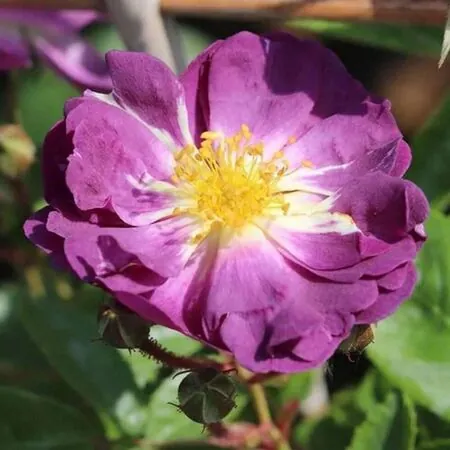 Rose 'Veilchenblau' non-DA