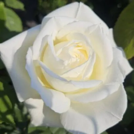 Rose 'White Diamond'