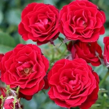 Buy Rose 'Ruby Wishes' (Standard, 90-120cm stem) online from Jacksons Nurseries