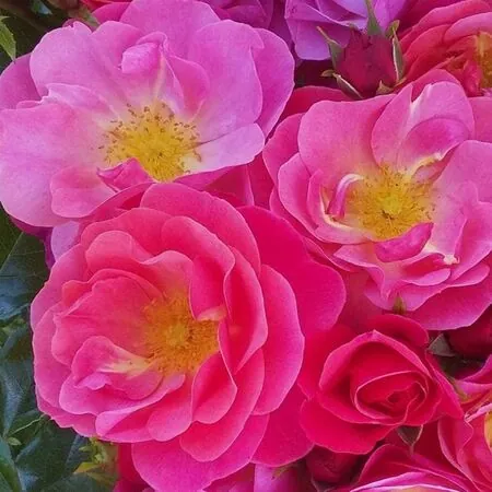 Buy Rose 'Secret Smile' (Standard, 90-120cm stem) online from Jacksons Nurseries