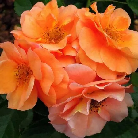 Buy Rose 'Together Forever' (Standard, 90-120cm stem) online from Jacksons Nurseries
