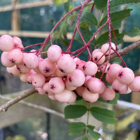 Sorbus Discolor