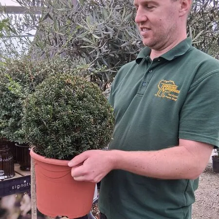 Taxus Baccata topiary ball 30cm diameter