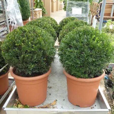 Taxus Baccata Topiary Ball Generic
