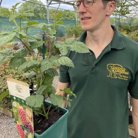 Tayberry Medana 3 litre Actual Plant