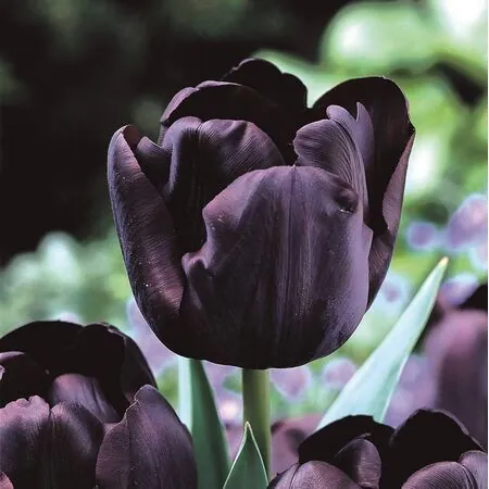 Tulip Paul Scherer