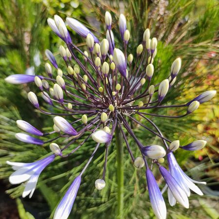 Agapanthus Fireworks 1