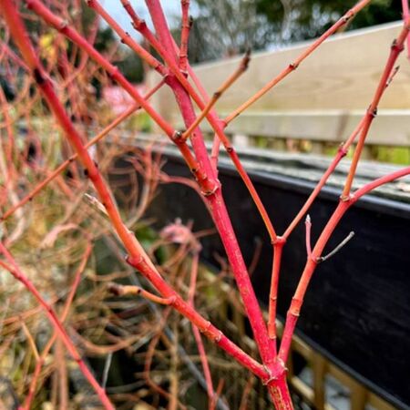 Cornus Midwinter Fire Bark Close Up