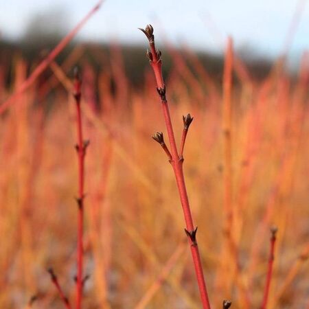 Cornus Midwinter Fire Bark Close Up 2
