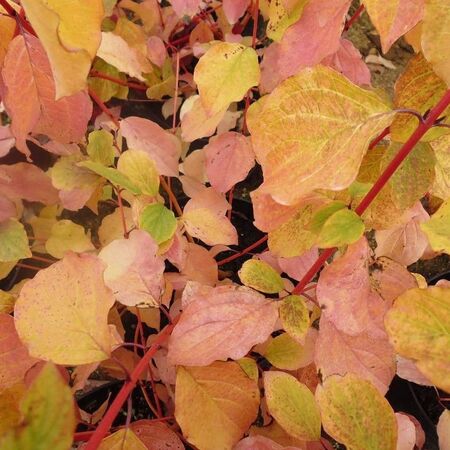 Cornus Midwinter Fire Foliage