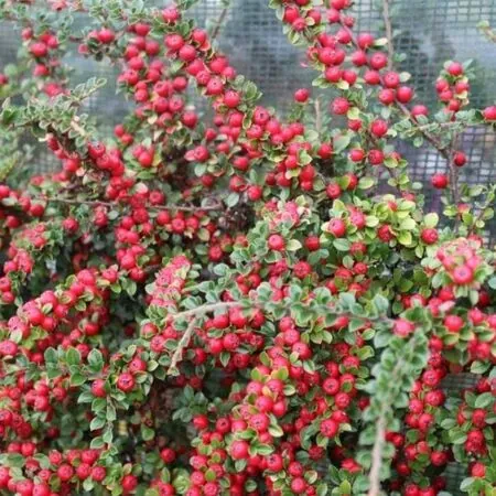 Cotoneaster Horizontalis